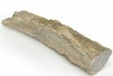 Long, Petrified Wood (Schinoxylon) Limb - Blue Forest, Wyoming #222177-2